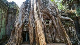Tree Roots at the Temples Angkor Temple, Siem Reap